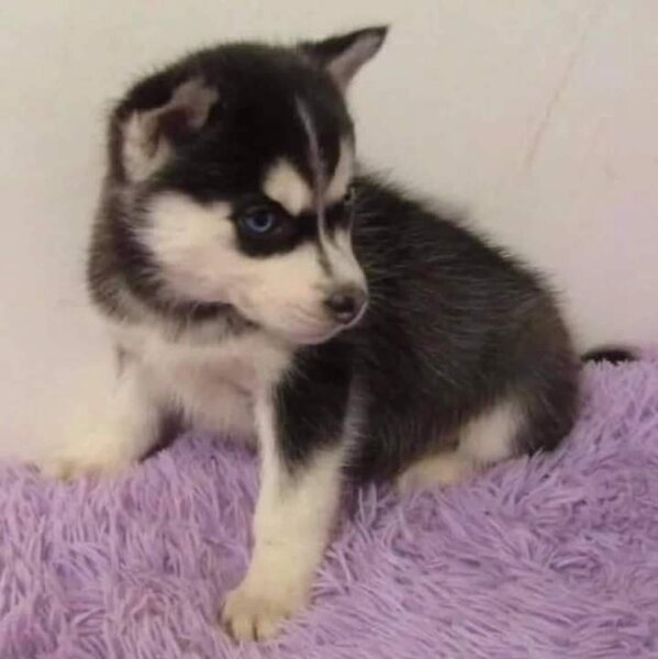 Husky siberian