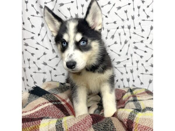 Husky siberian