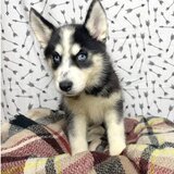 Husky siberian