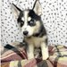 Husky siberian