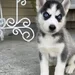 Husky siberian